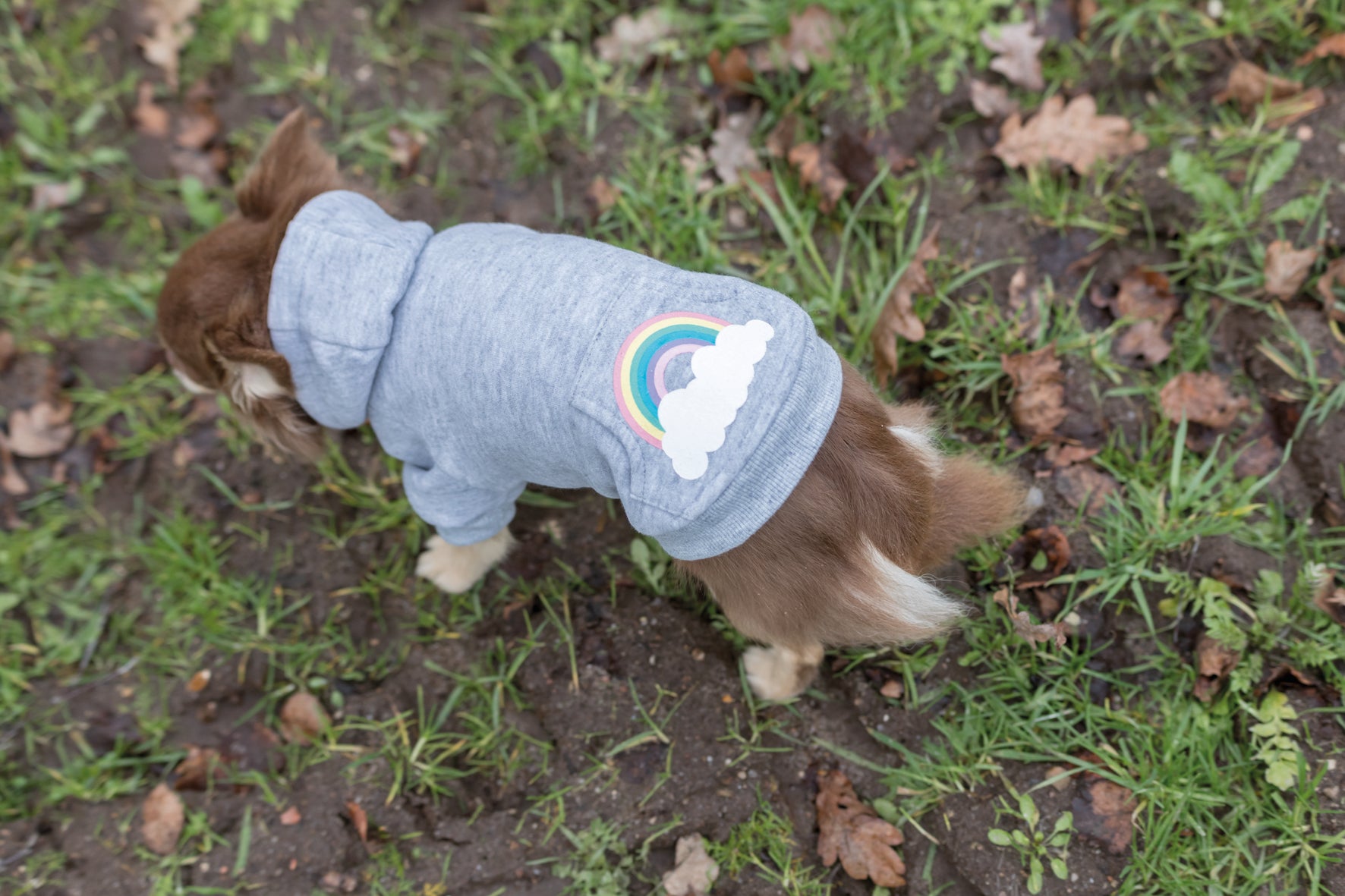 Trixie Rainbow Falls hoodie, XXS: 24 cm, ljusgrå