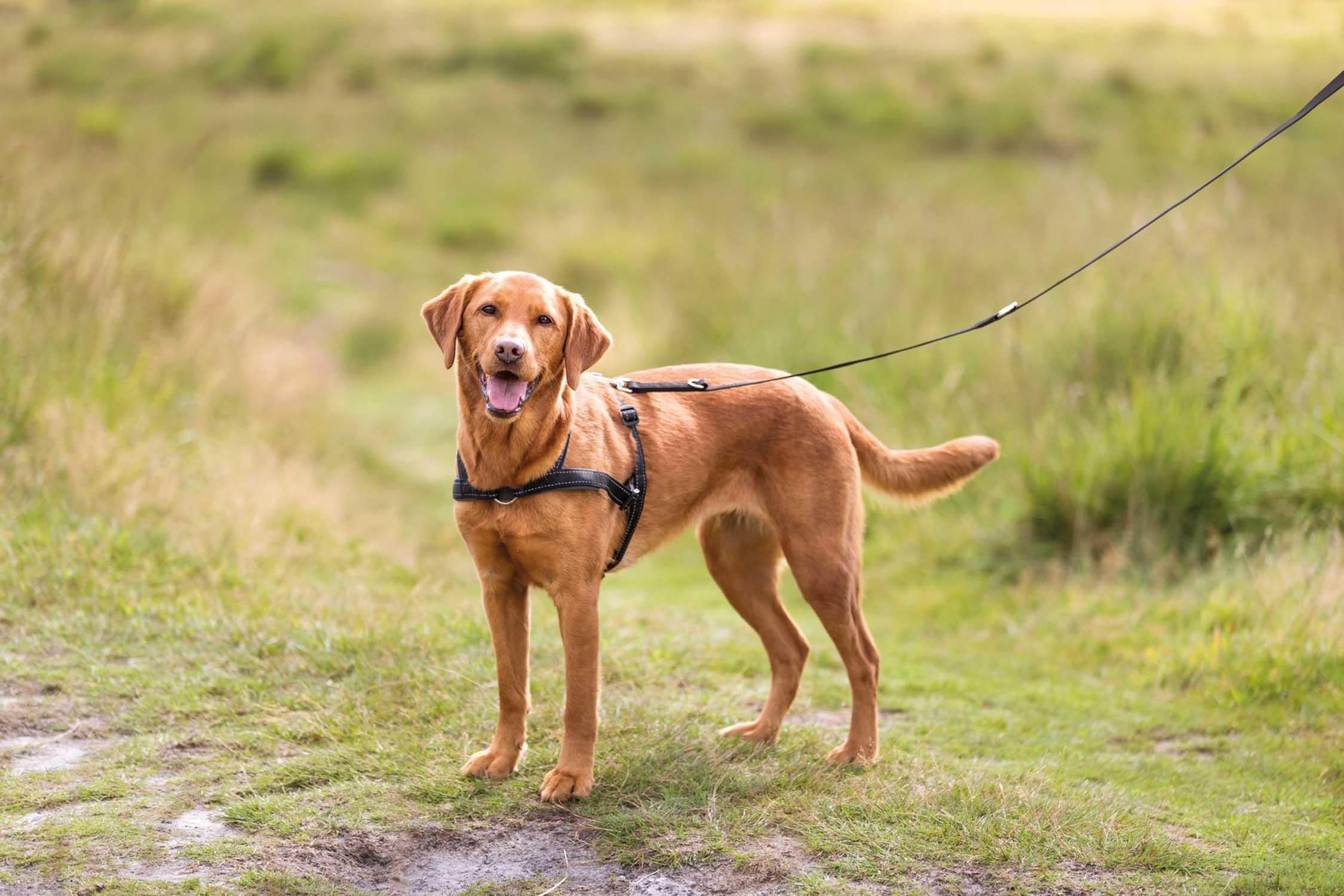 Trixie Lead'n'Walk Soft träningssele, S-M: 45-70 cm/25 mm, svart