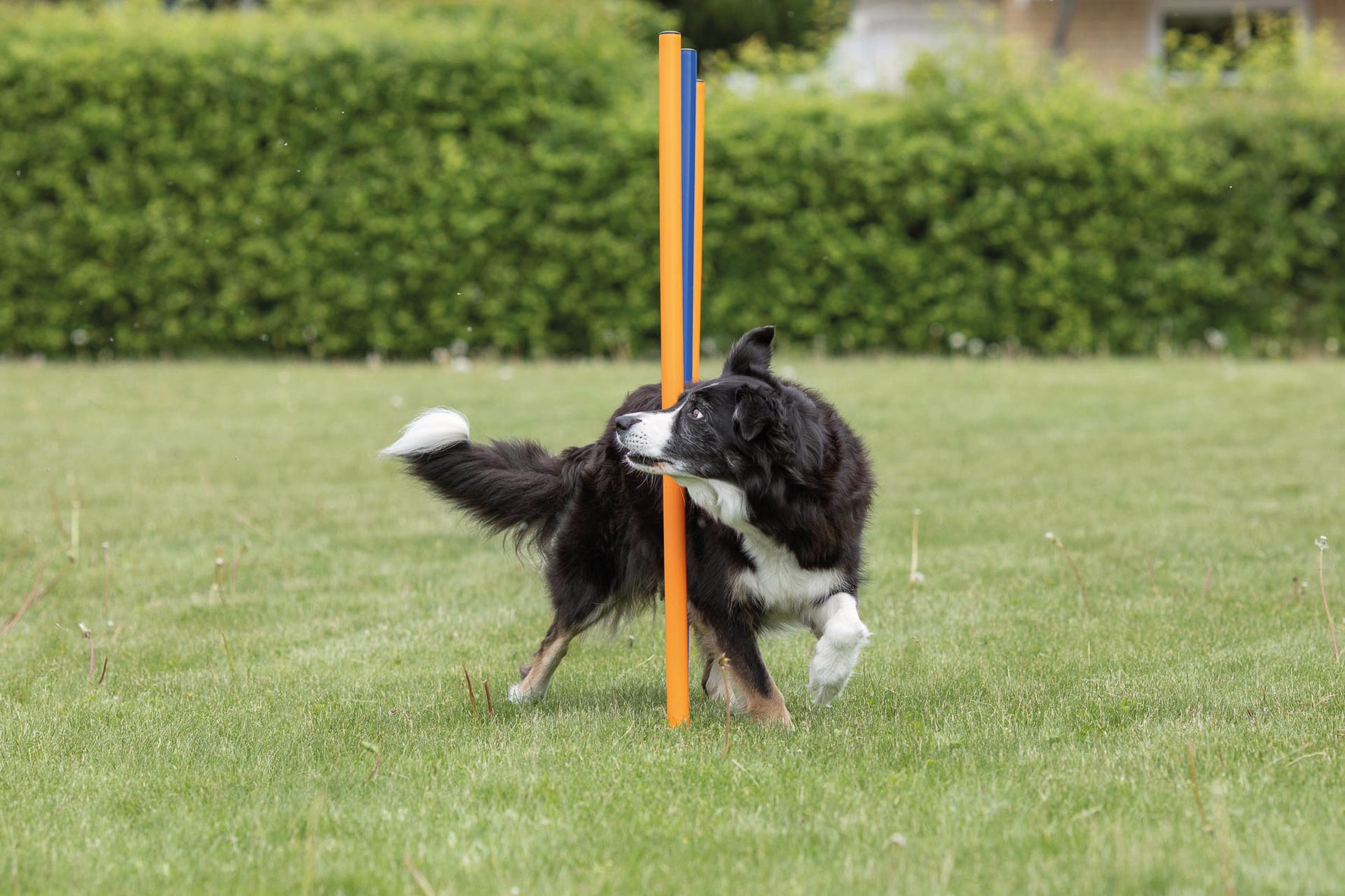 Agility 12 st Slalompinnar Plast 115 cm