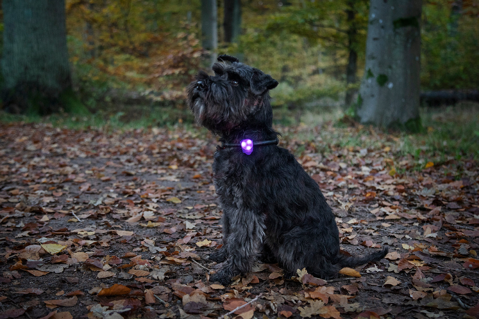 Dogman Blinklampa Basic Led