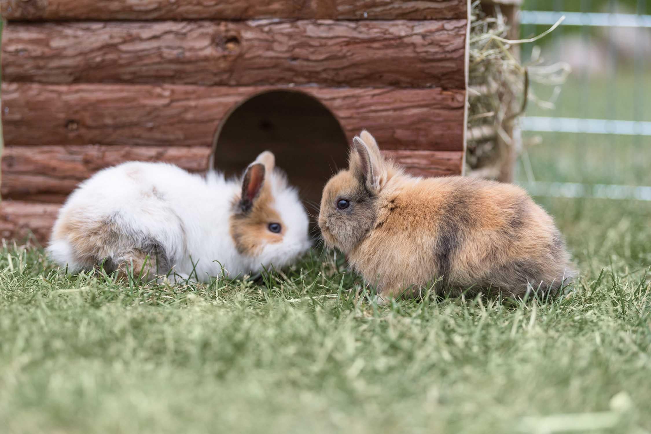 Trixie NL Ila hus, m höhäck