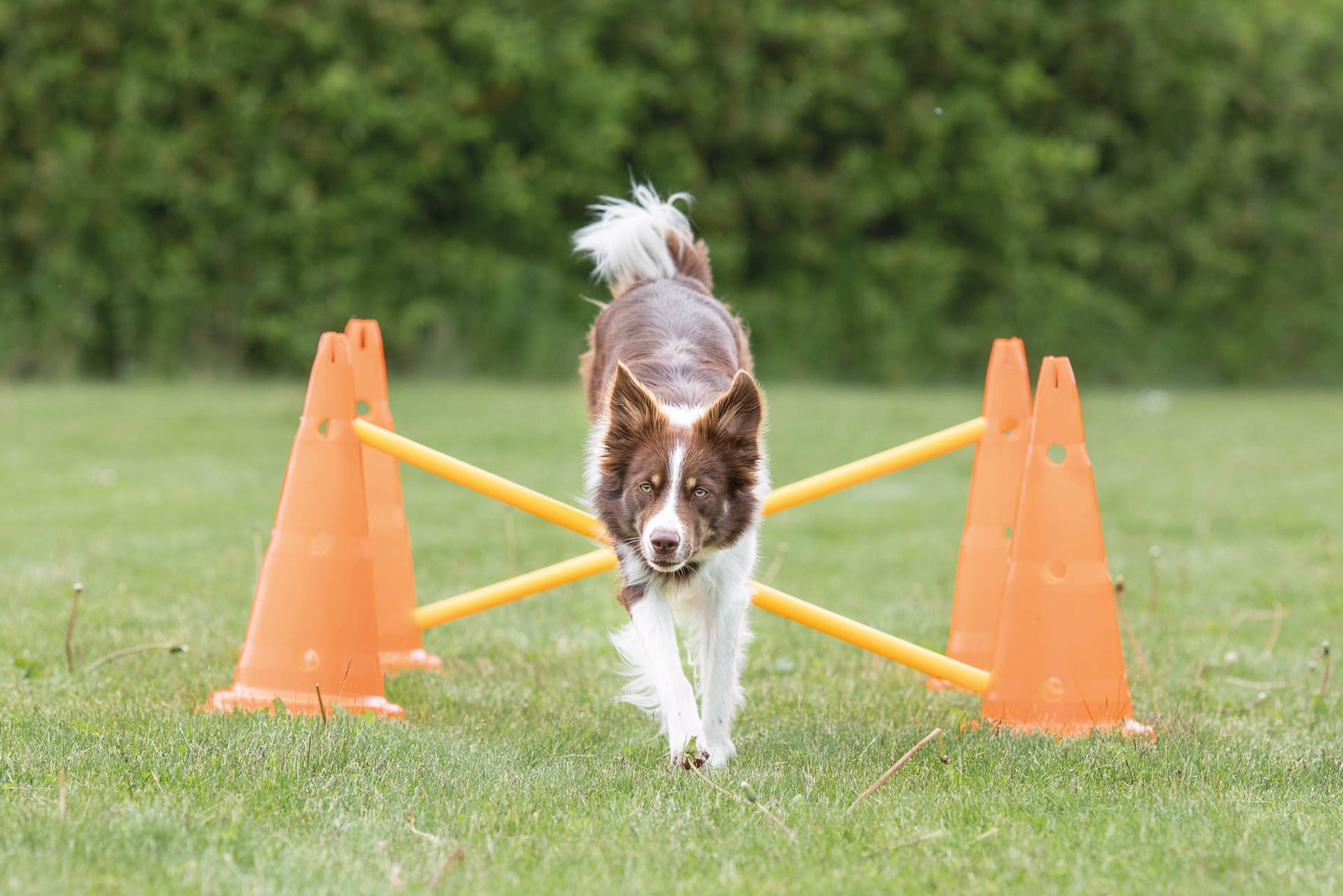 Trixie Dog Activity Hinderset 2 hinder, ø30×50cm, 100cm, orange & gul