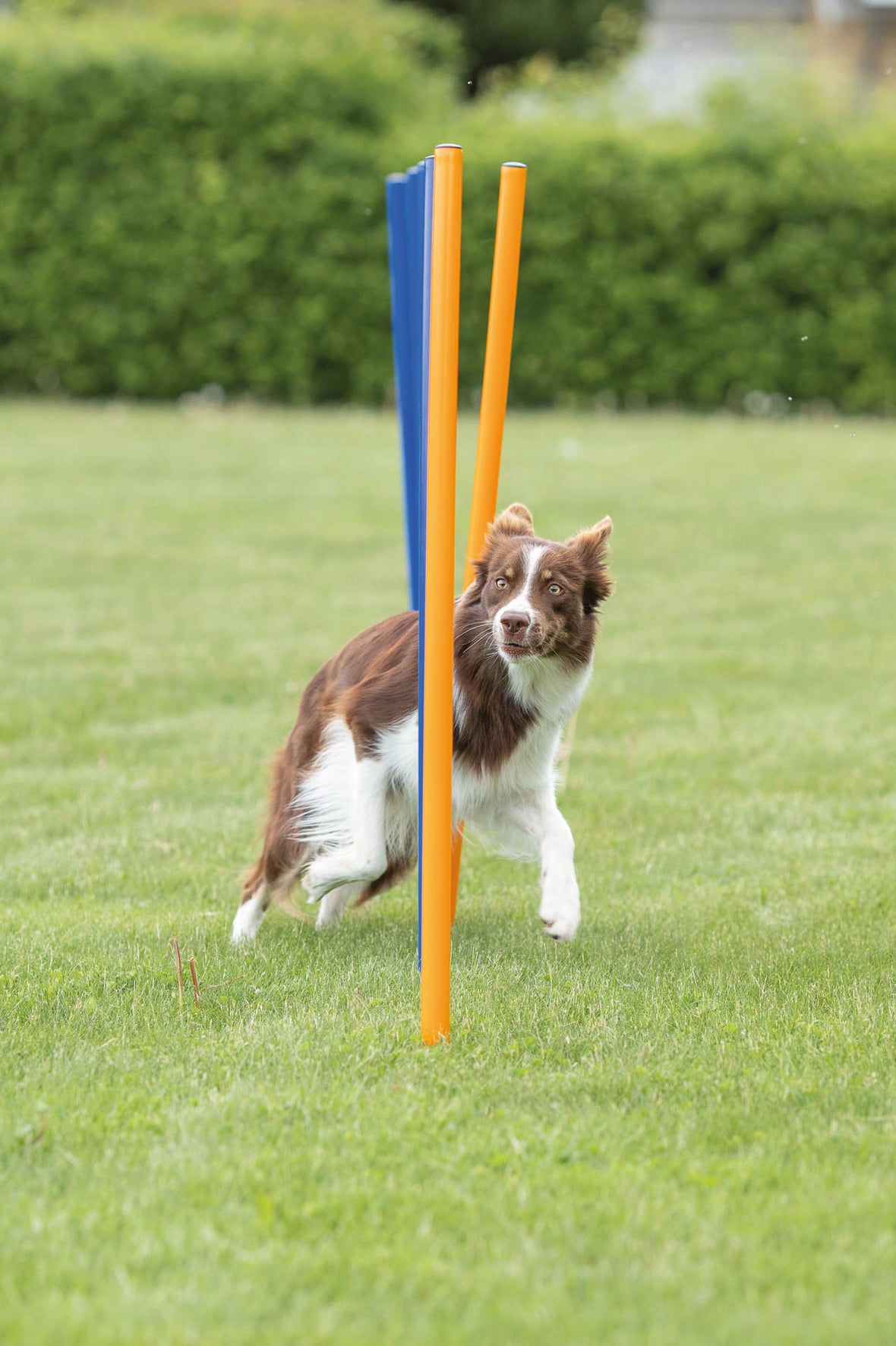 Agility 12 st Slalompinnar Plast 115 cm