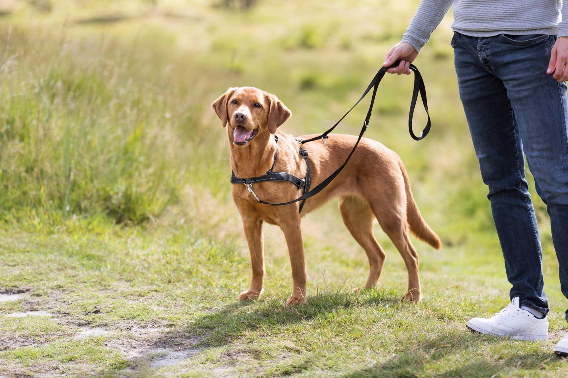 Trixie Lead'n'Walk Soft träningssele, S-M: 45-70 cm/25 mm, svart