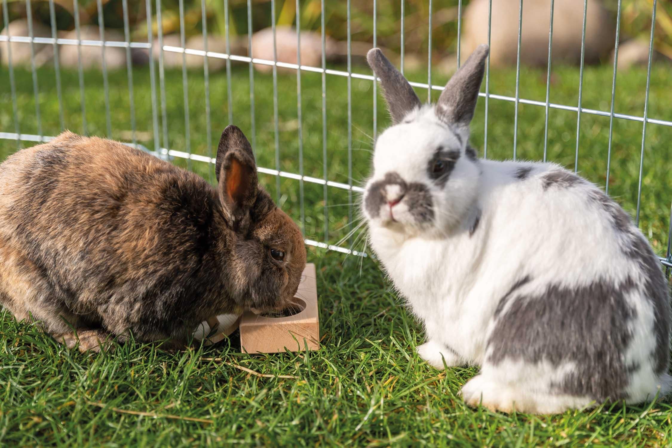 Trixie Snacksbox, trä