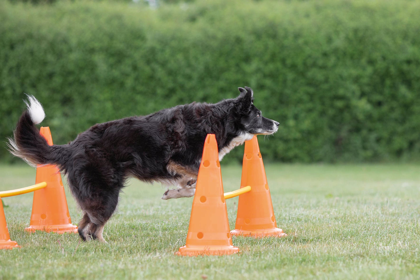 Trixie Dog Activity Hinderset 2 hinder, ø30×50cm, 100cm, orange & gul