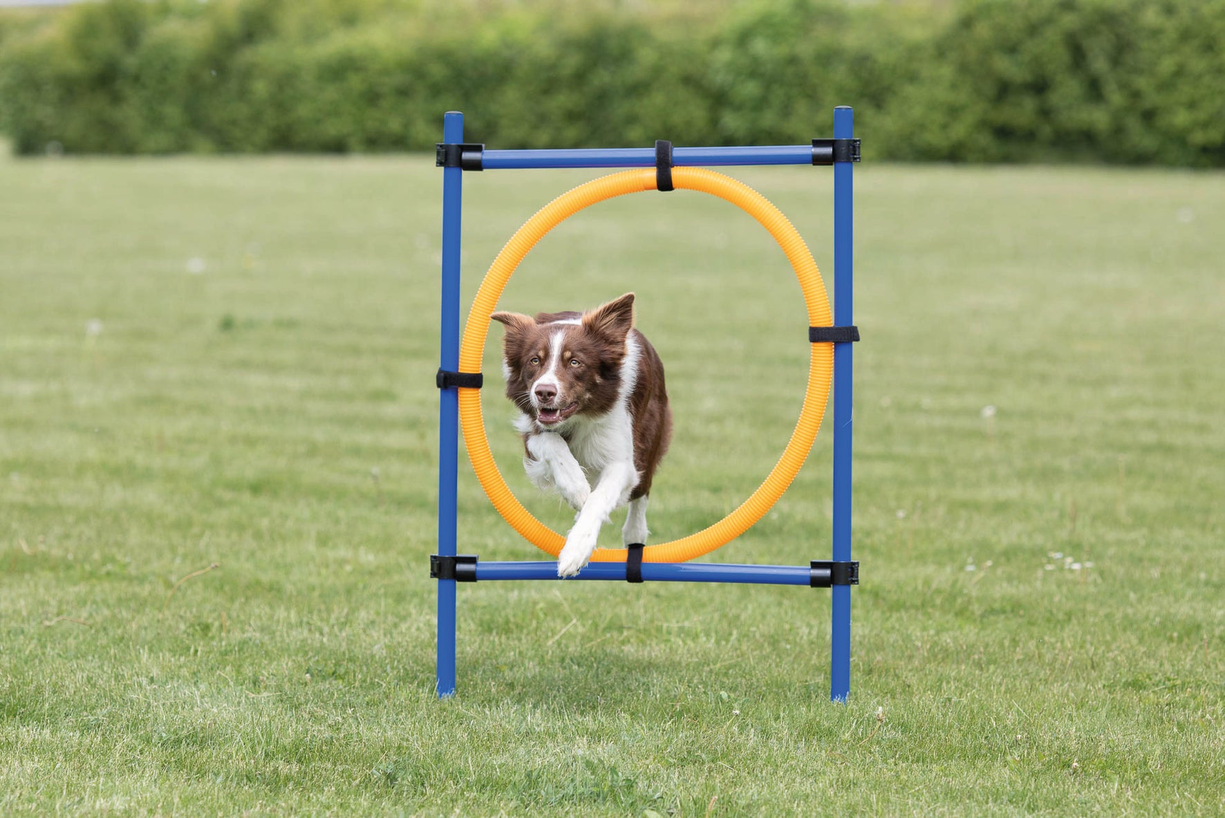 Agility Hoppring Plast