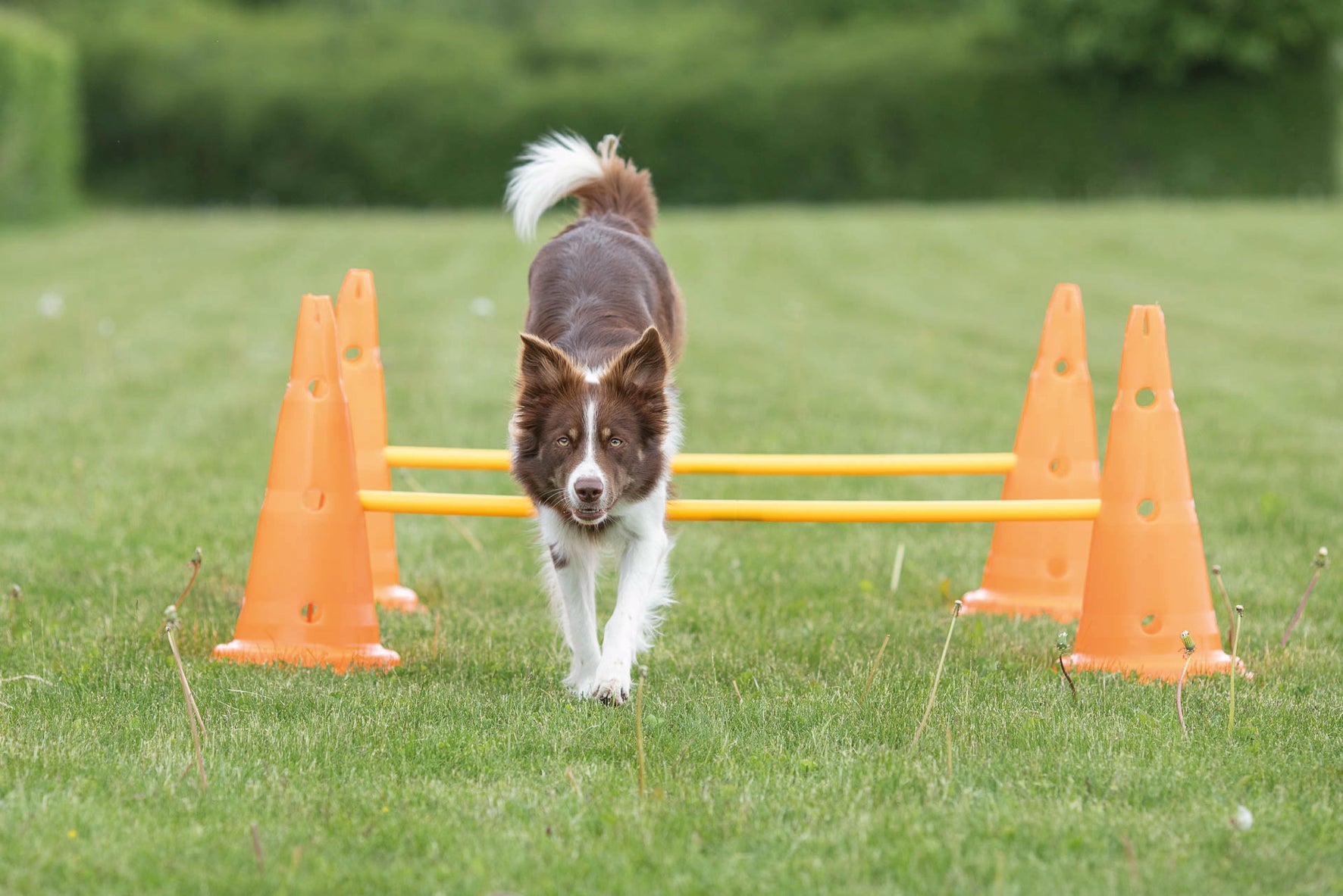 Trixie Dog Activity Hinderset 2 hinder, ø30×50cm, 100cm, orange & gul