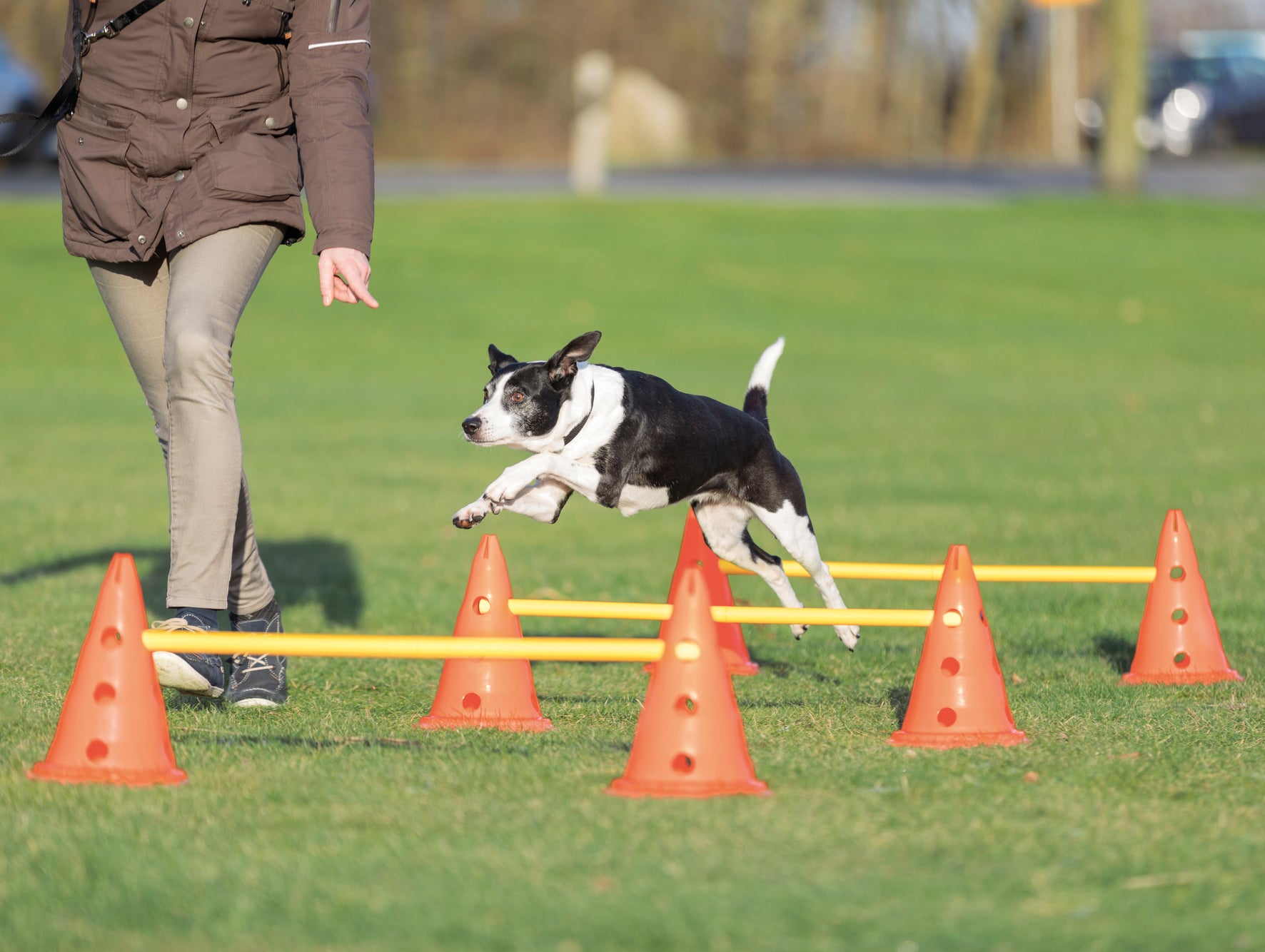 Trixie Dog Activity Hinderset 3 hinder, ø23×30cm, 78cm, orange & gul