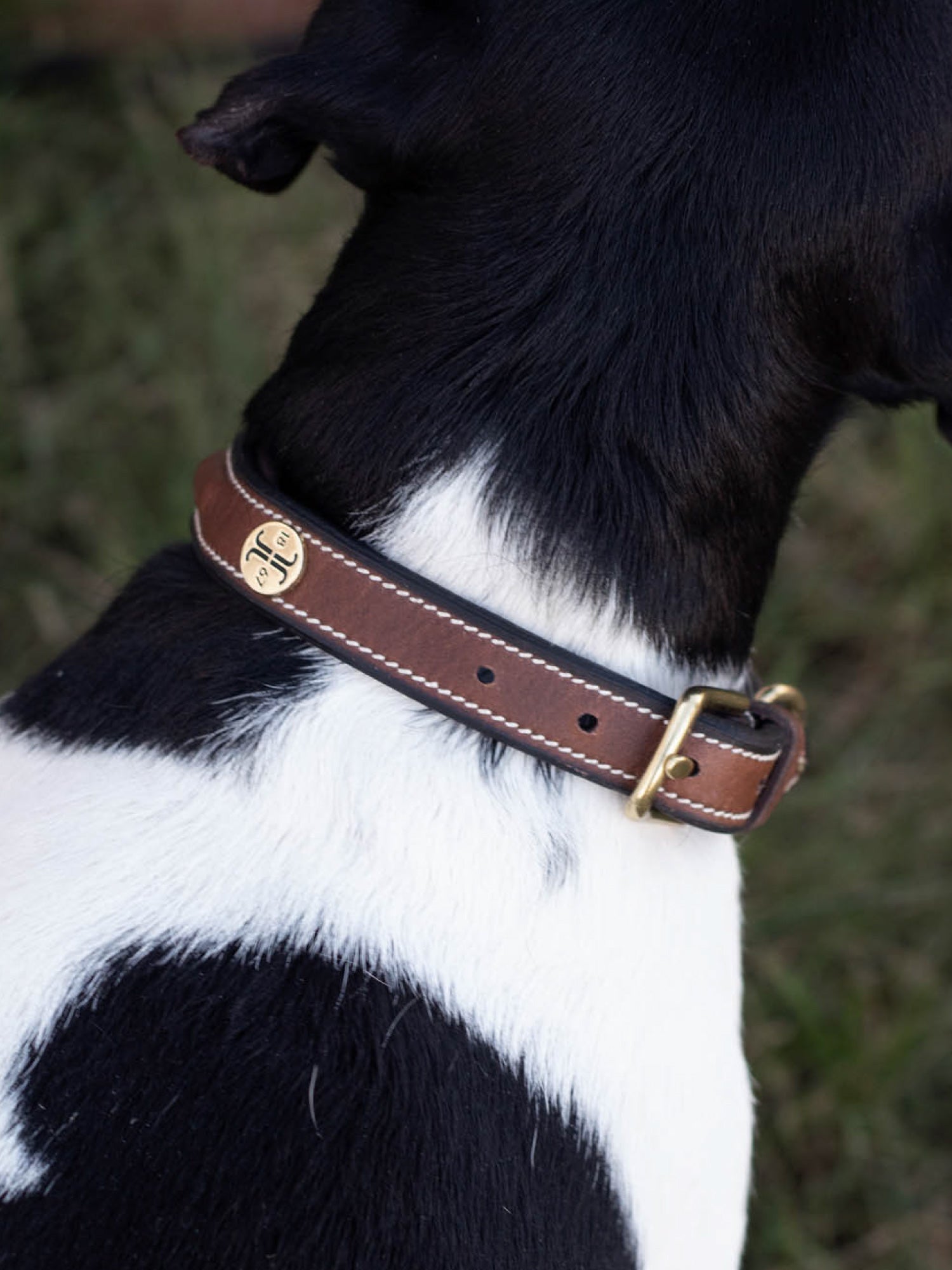 Arezzo Hundhalsband