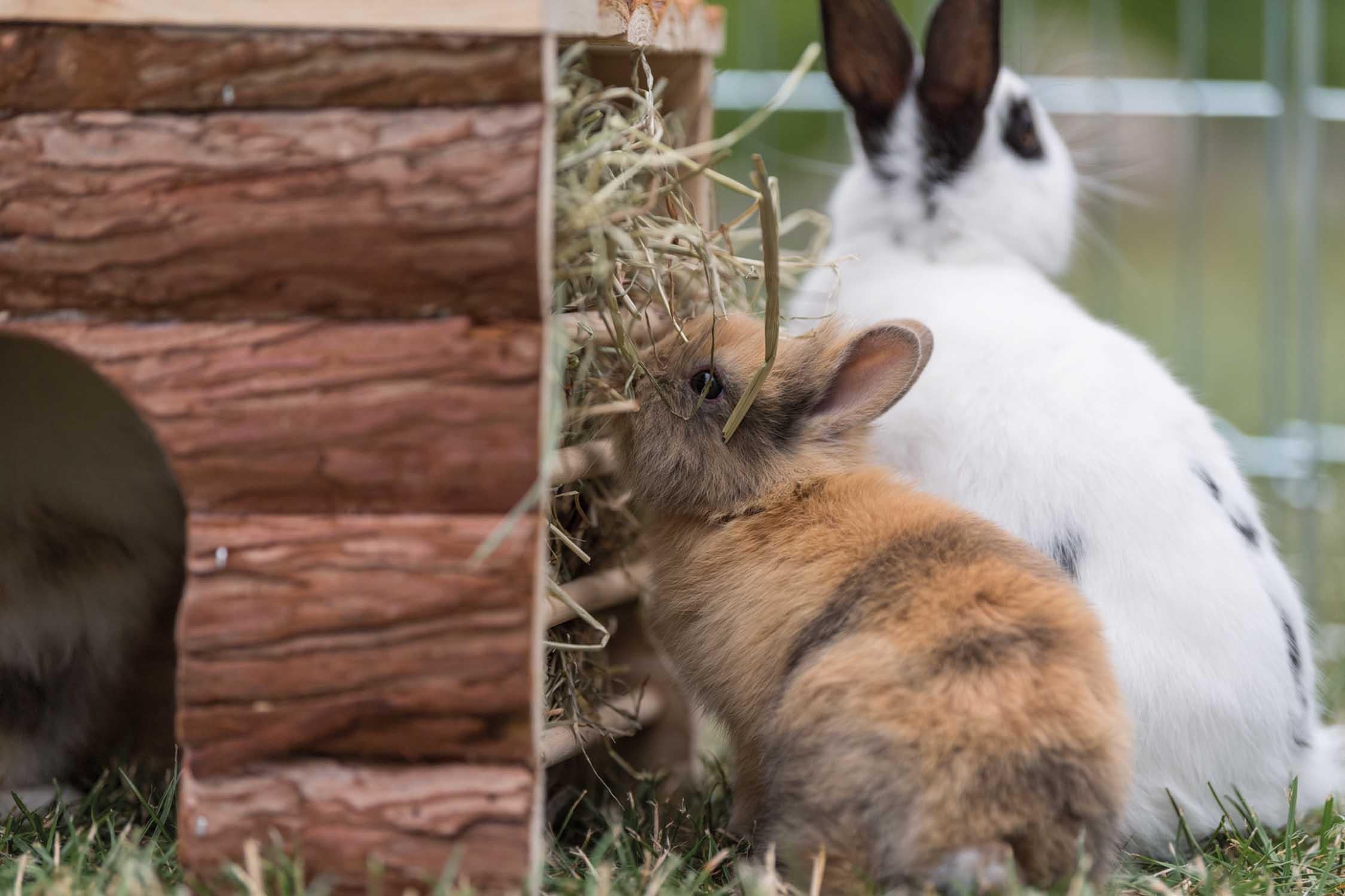 Trixie NL Ila hus, m höhäck