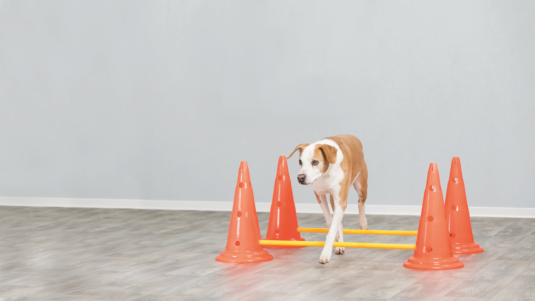 Trixie Dog Activity Hinderset 2 hinder, ø30×50cm, 100cm, orange & gul