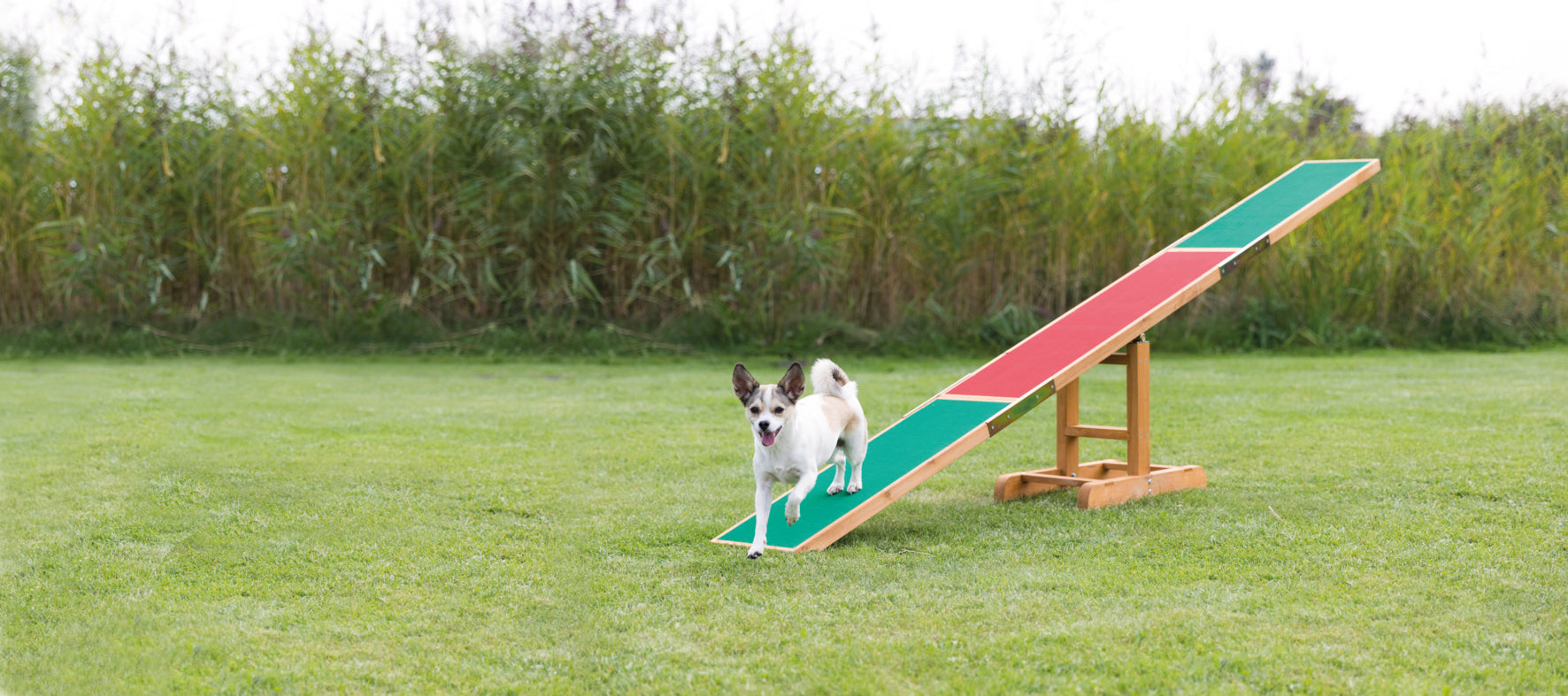 Agility Gungbräda Trä