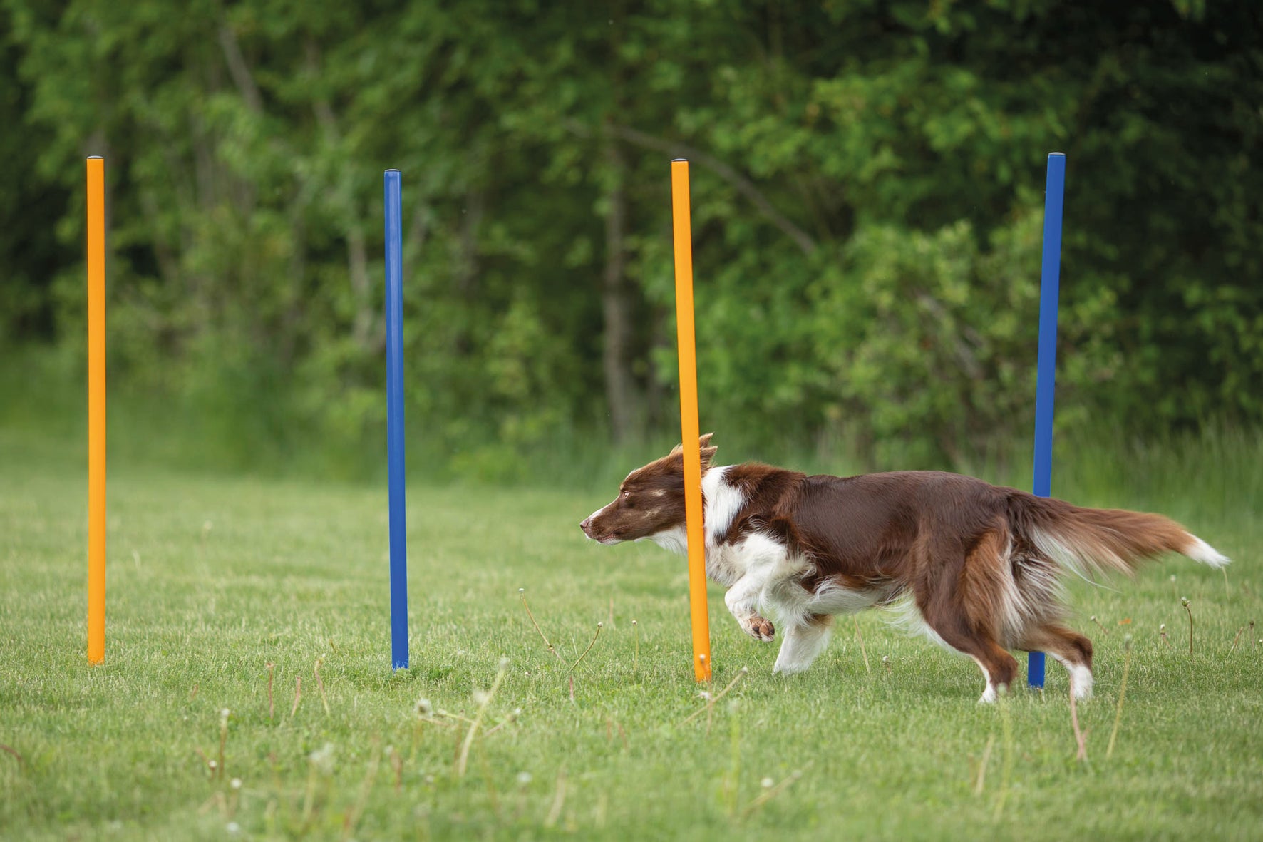 Agility 12 st Slalompinnar Plast 115 cm