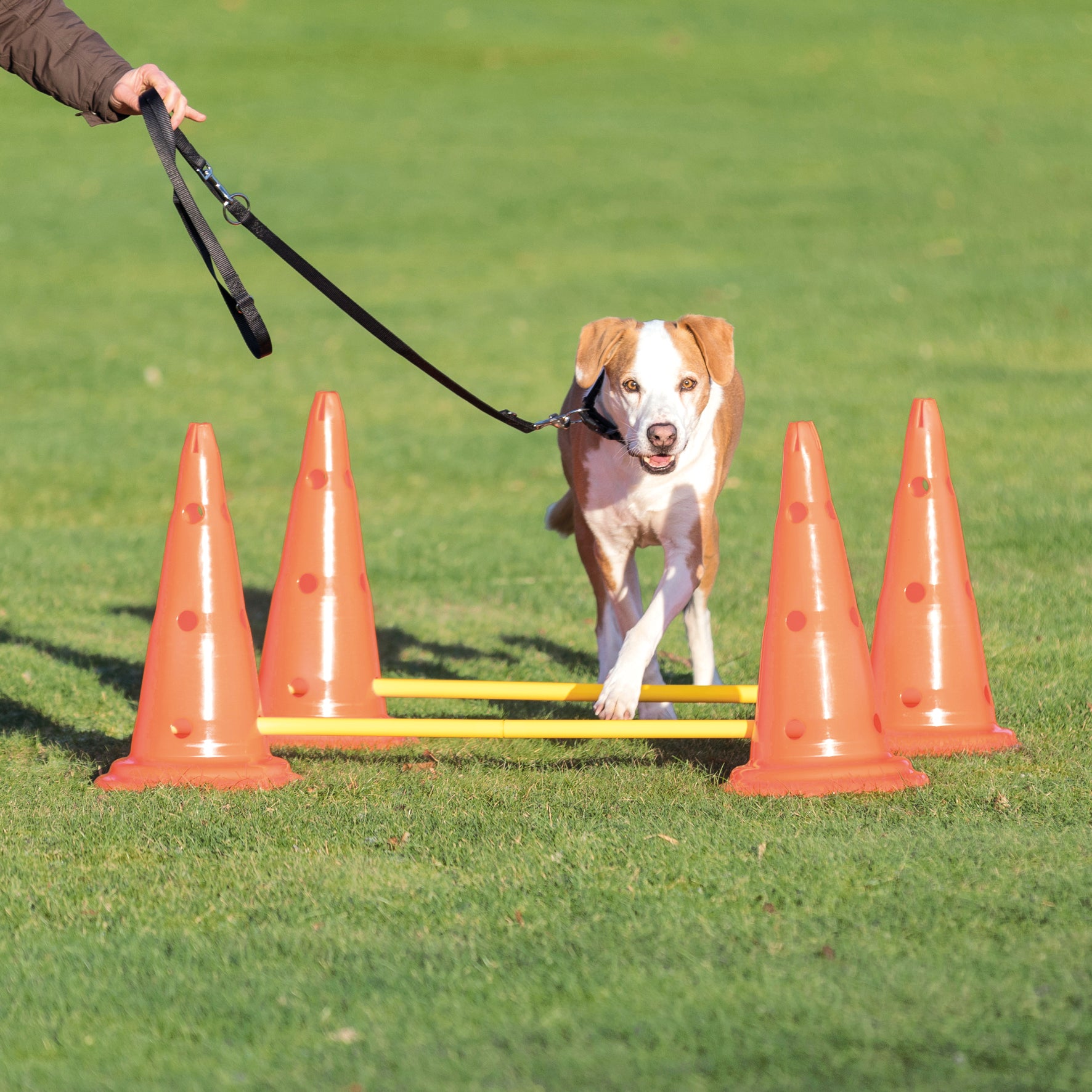 Trixie Dog Activity Hinderset 2 hinder, ø30×50cm, 100cm, orange & gul