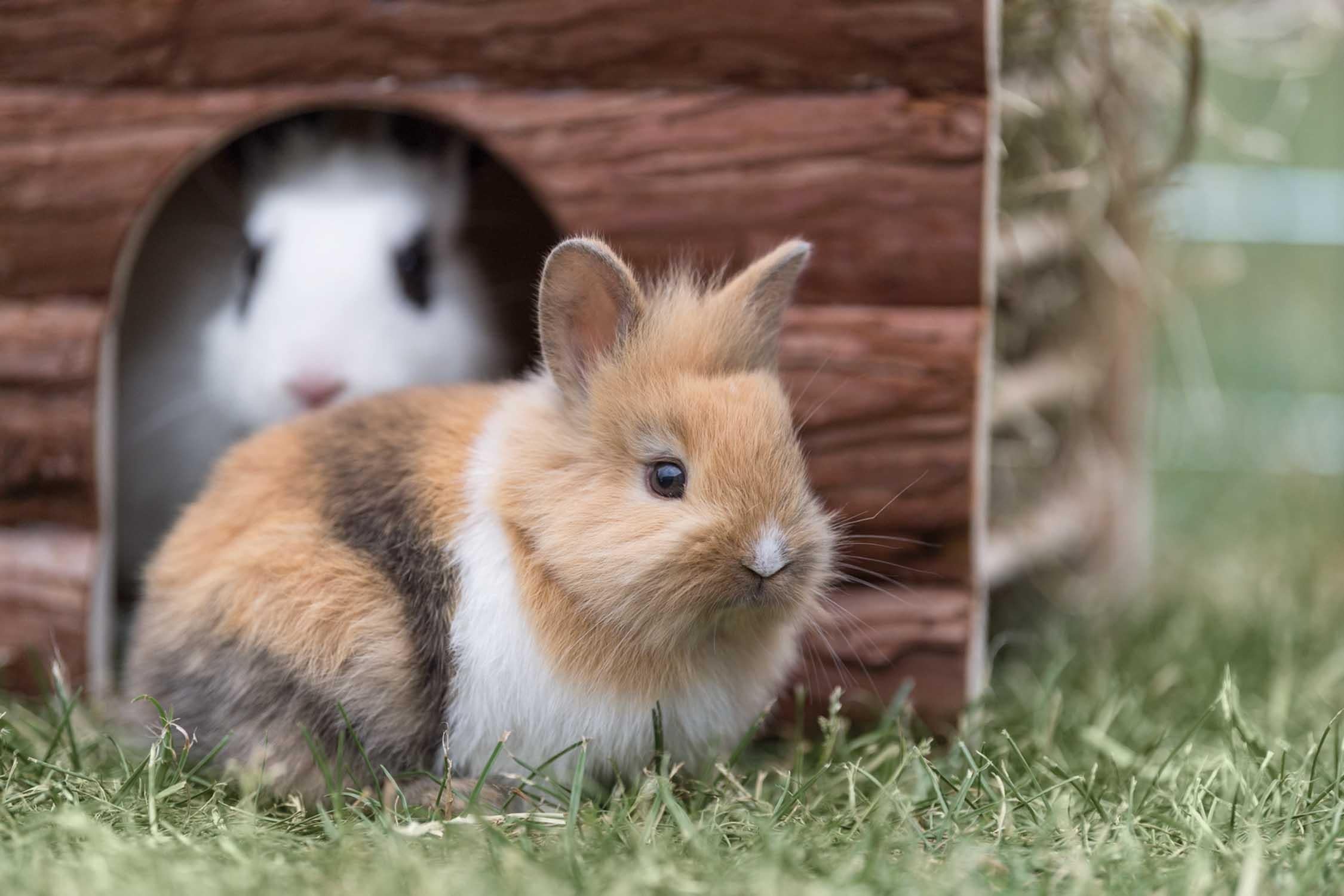 Trixie NL Ila hus, m höhäck