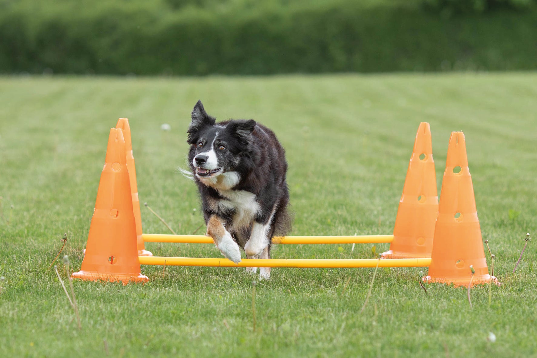 Trixie Dog Activity Hinderset 2 hinder, ø30×50cm, 100cm, orange & gul