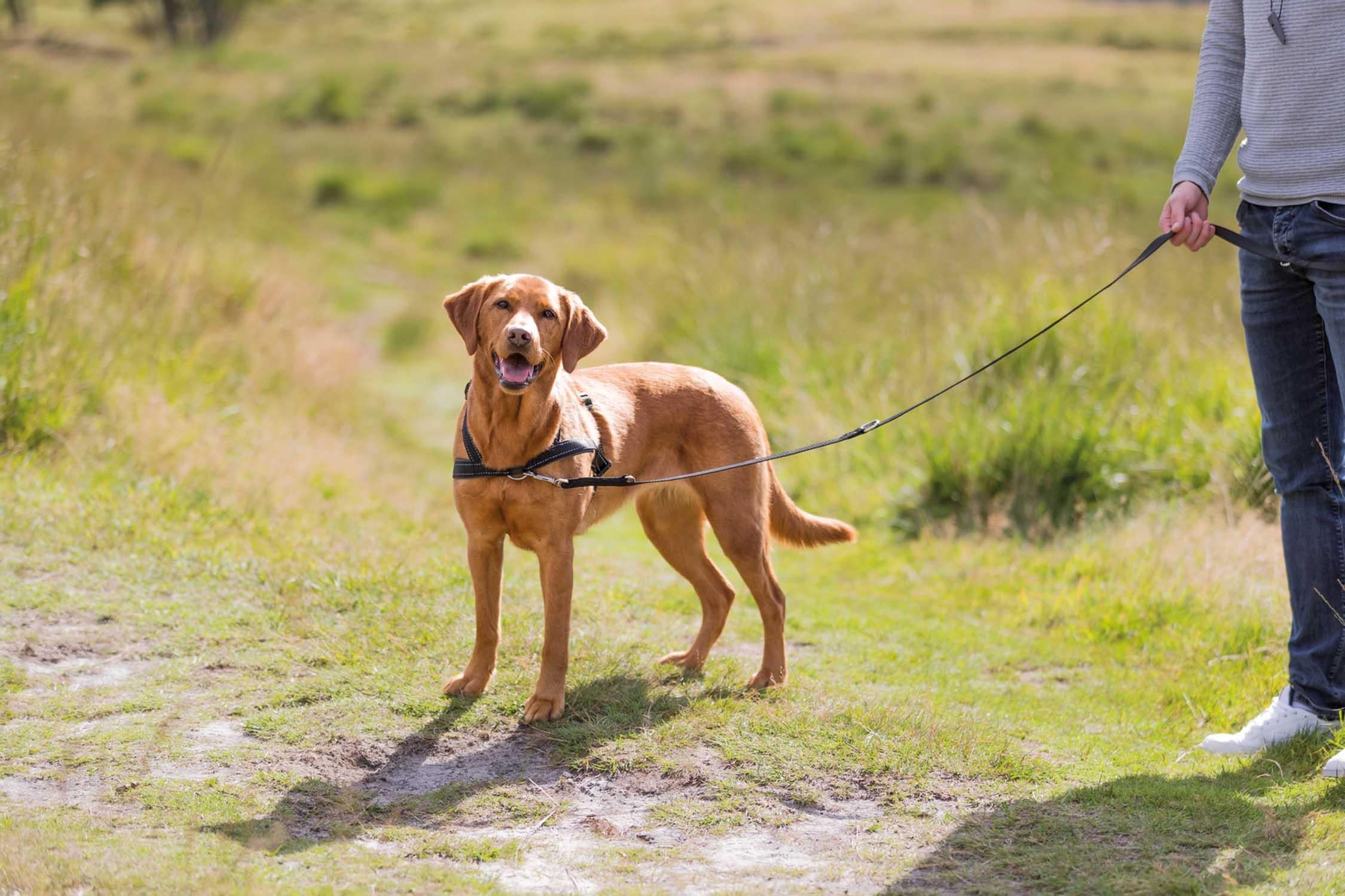 Trixie Lead'n'Walk Soft träningssele, S-M: 45-70 cm/25 mm, svart