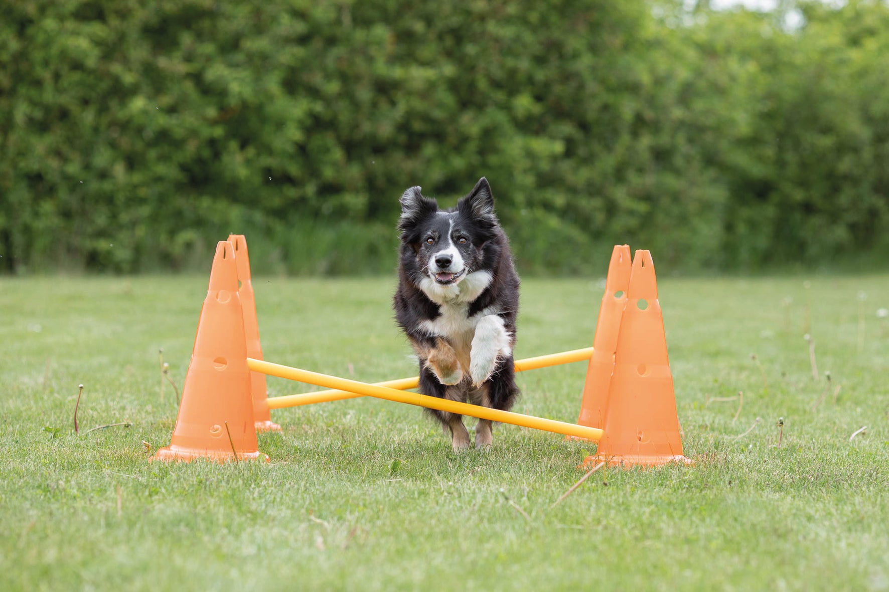 Trixie Dog Activity Hinderset 2 hinder, ø30×50cm, 100cm, orange & gul