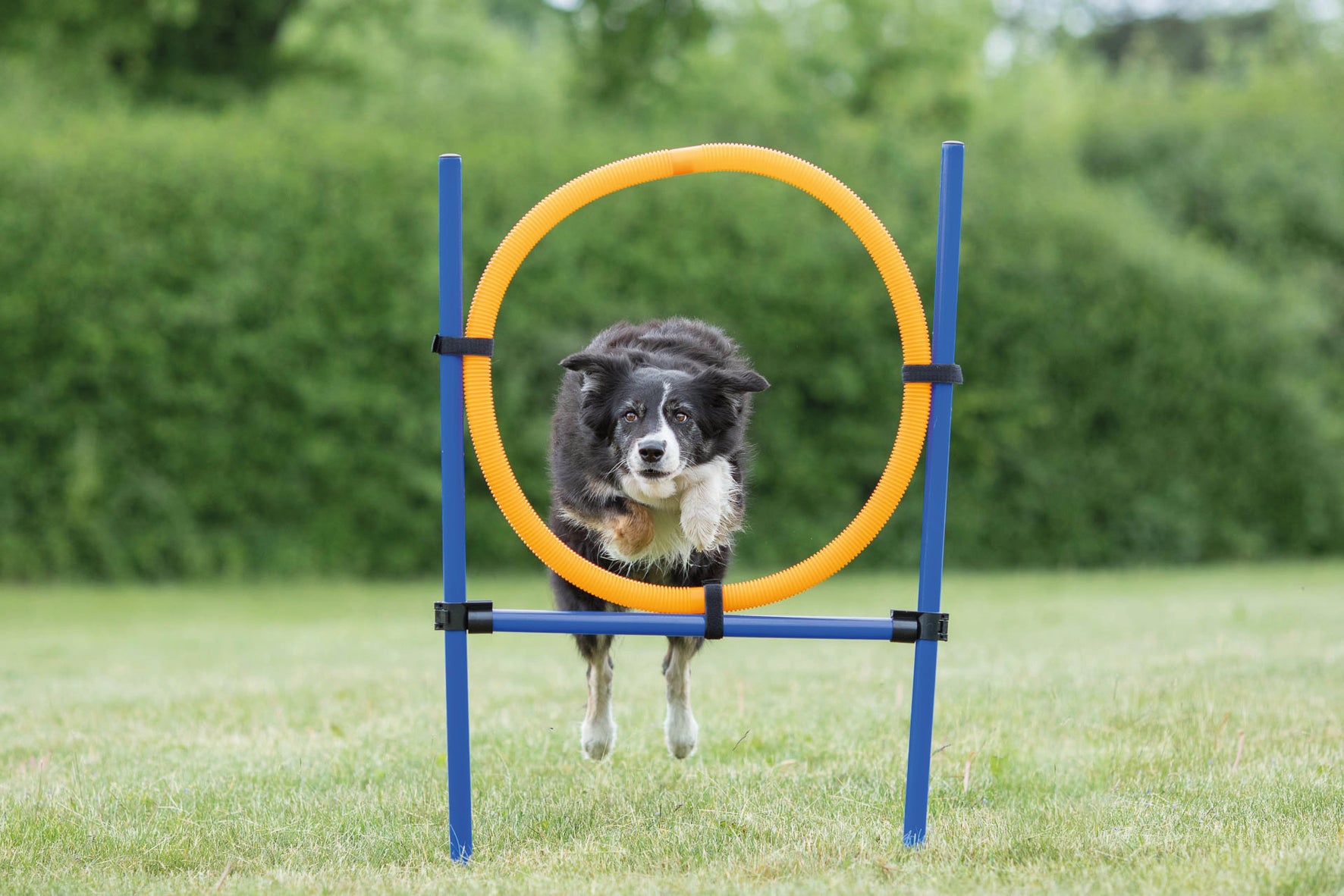 Agility Hoppring Plast