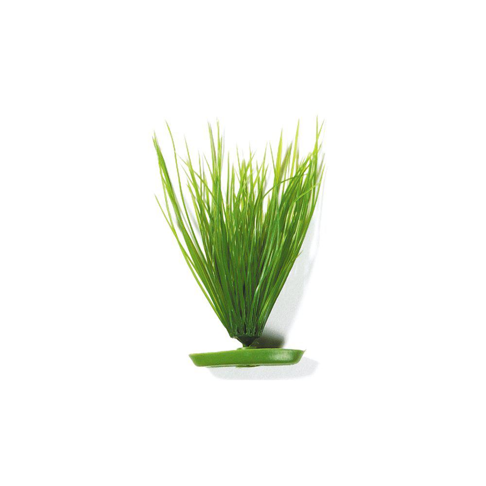 Plastväxt Hairgrass