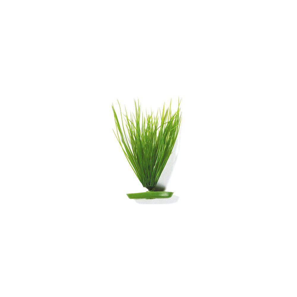 Plastväxt Hairgrass