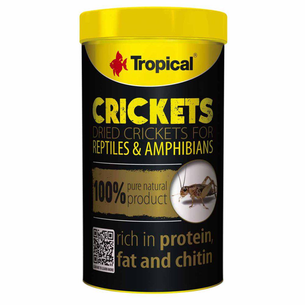 Tropical Crickets  /