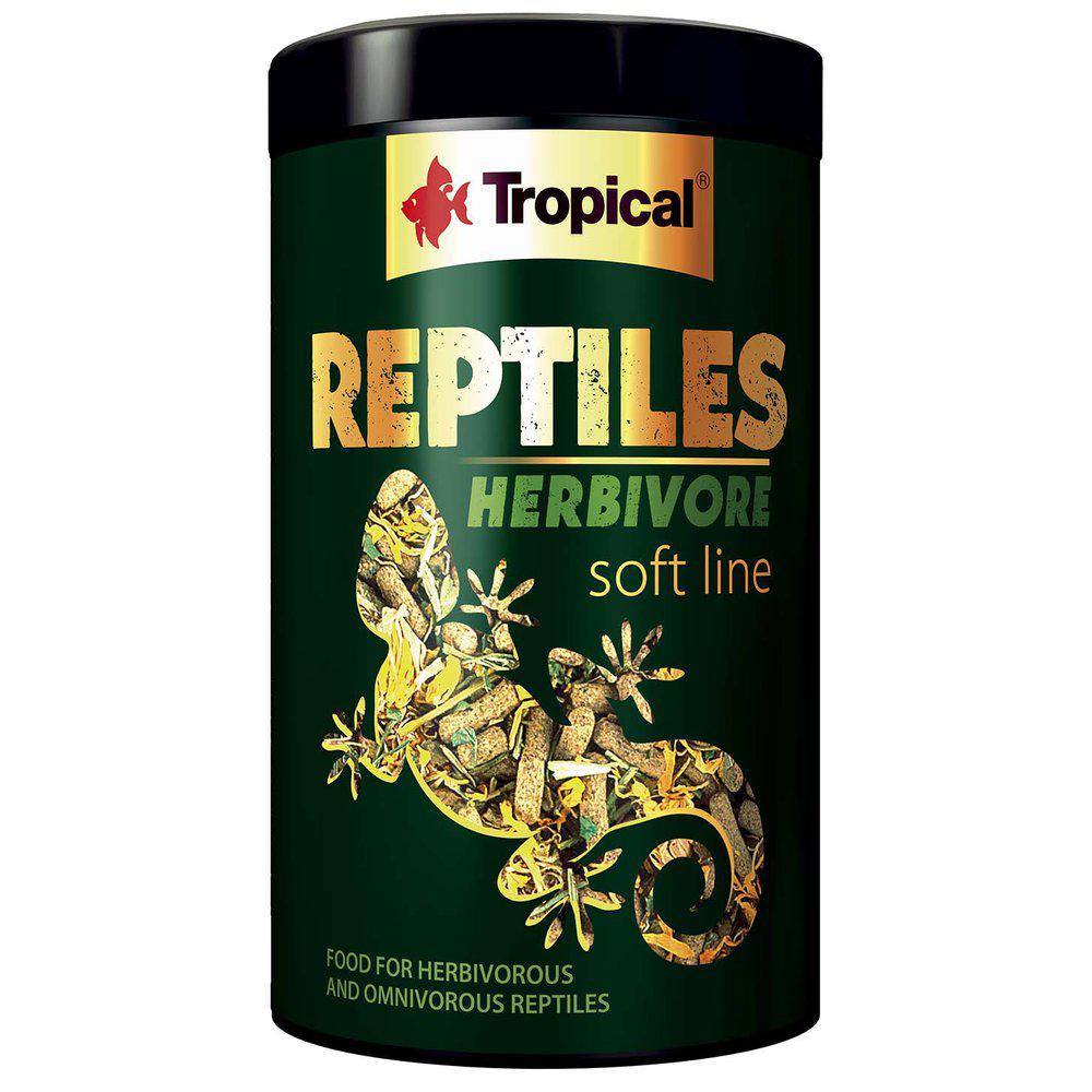 Tropical Soft Line Reptiles Herbivore