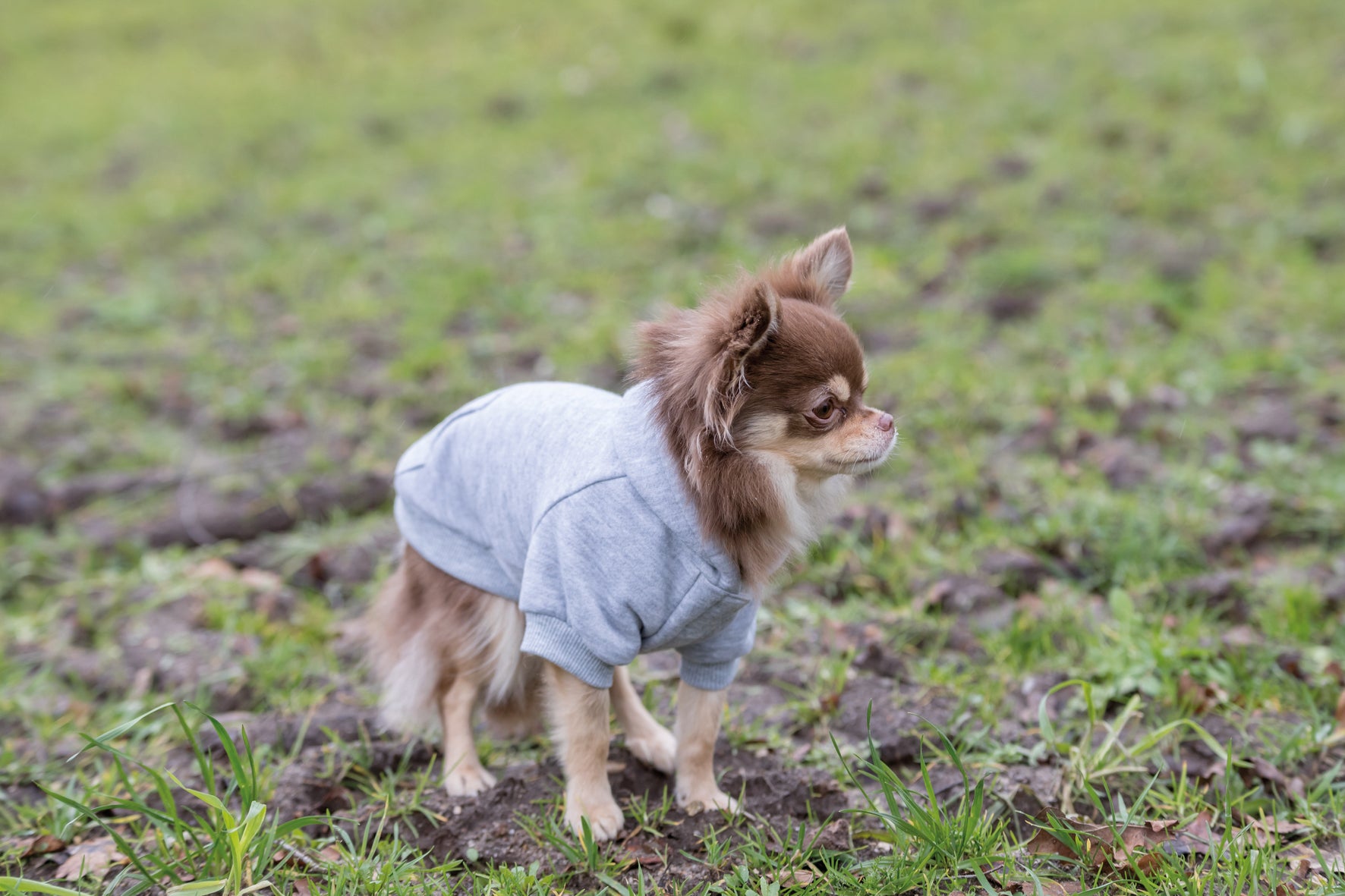 Trixie Rainbow Falls hoodie, XS: 30 cm, ljusgrå