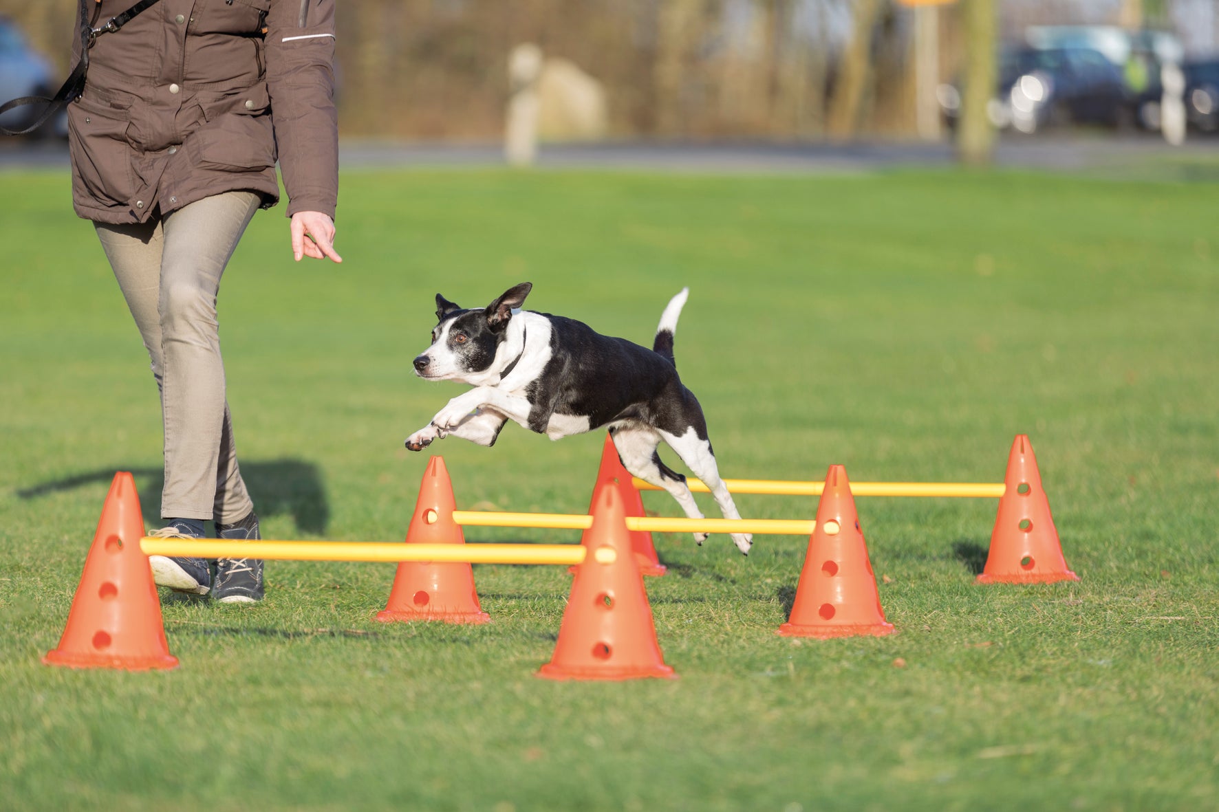 Trixie Dog Activity Hinderset 3 hinder, ø23×30cm, 78cm, orange & gul