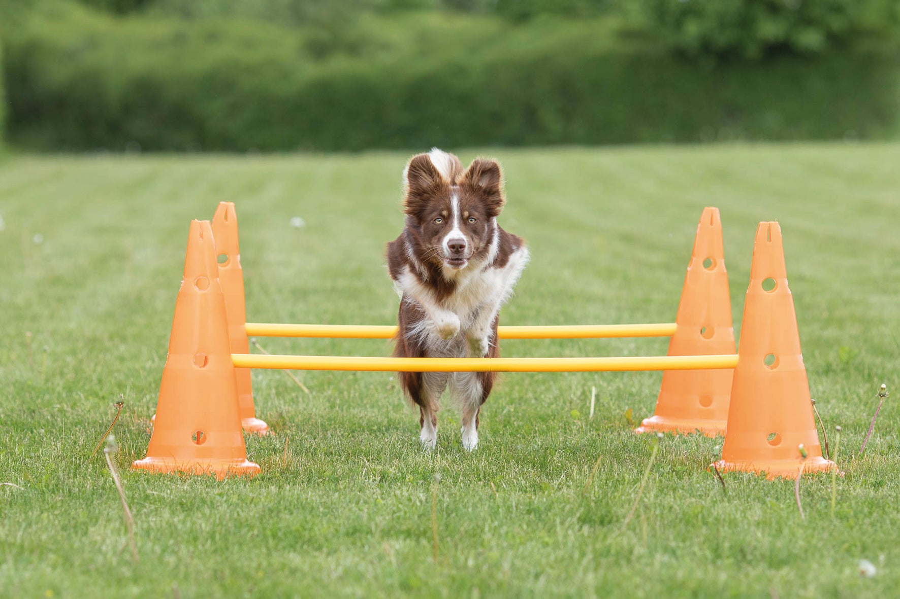 Trixie Dog Activity Hinderset 2 hinder, ø30×50cm, 100cm, orange & gul