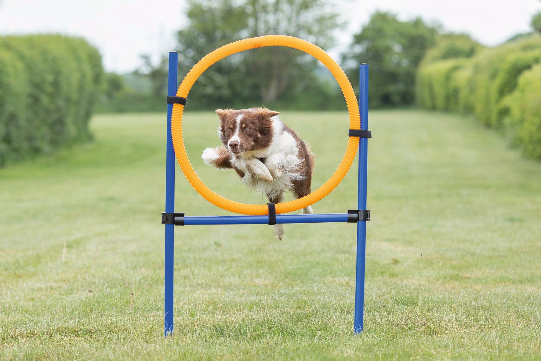 Agility Hoppring Plast