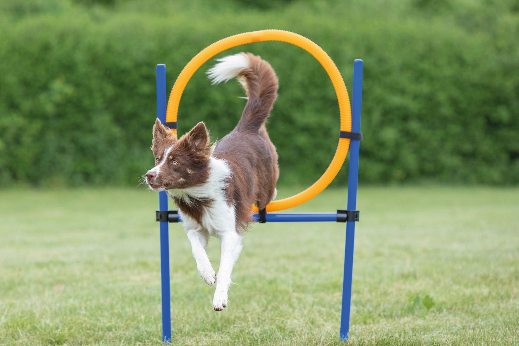 Agility Hoppring Plast