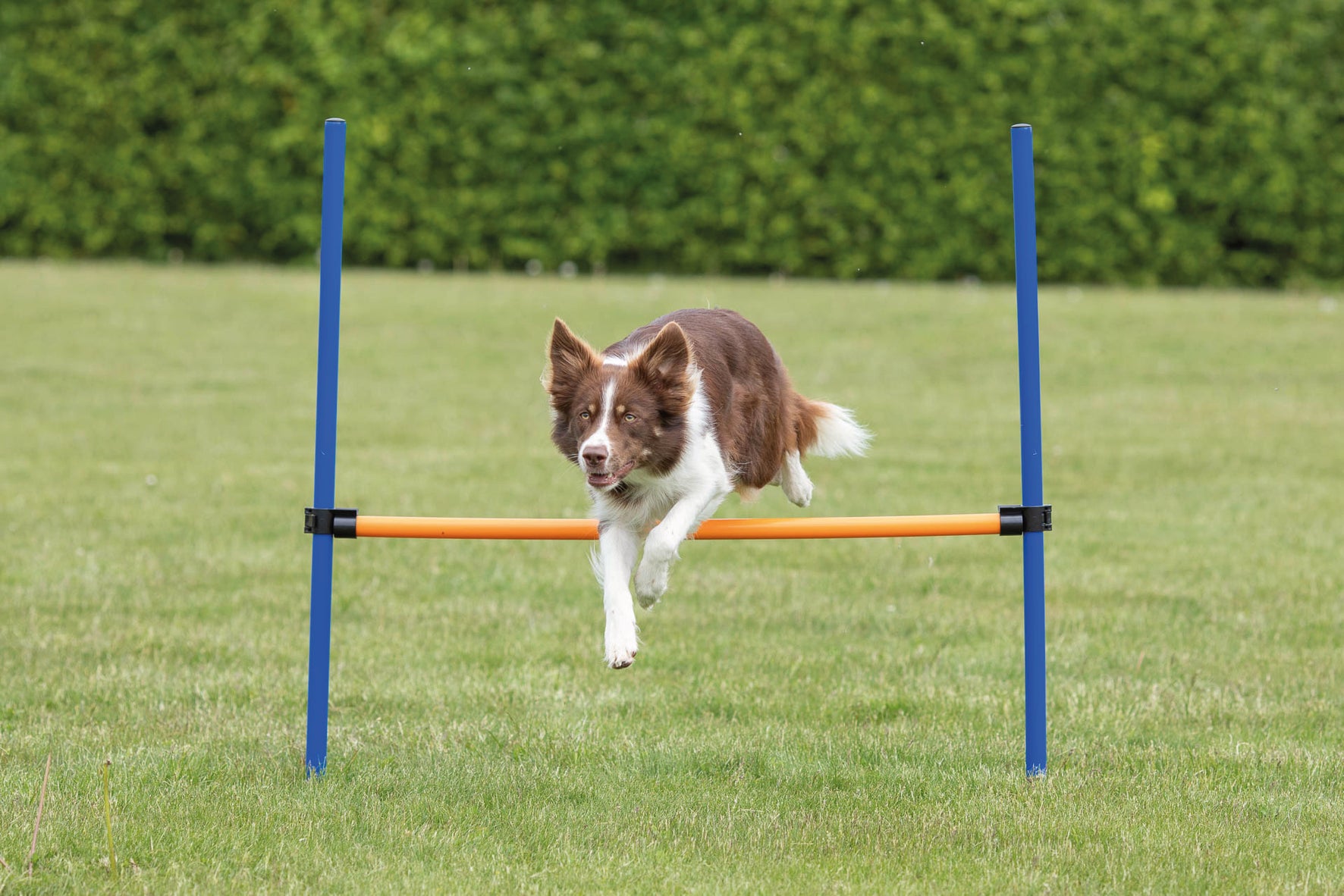 Agility Hopphinder Plast 123 x 115 cm