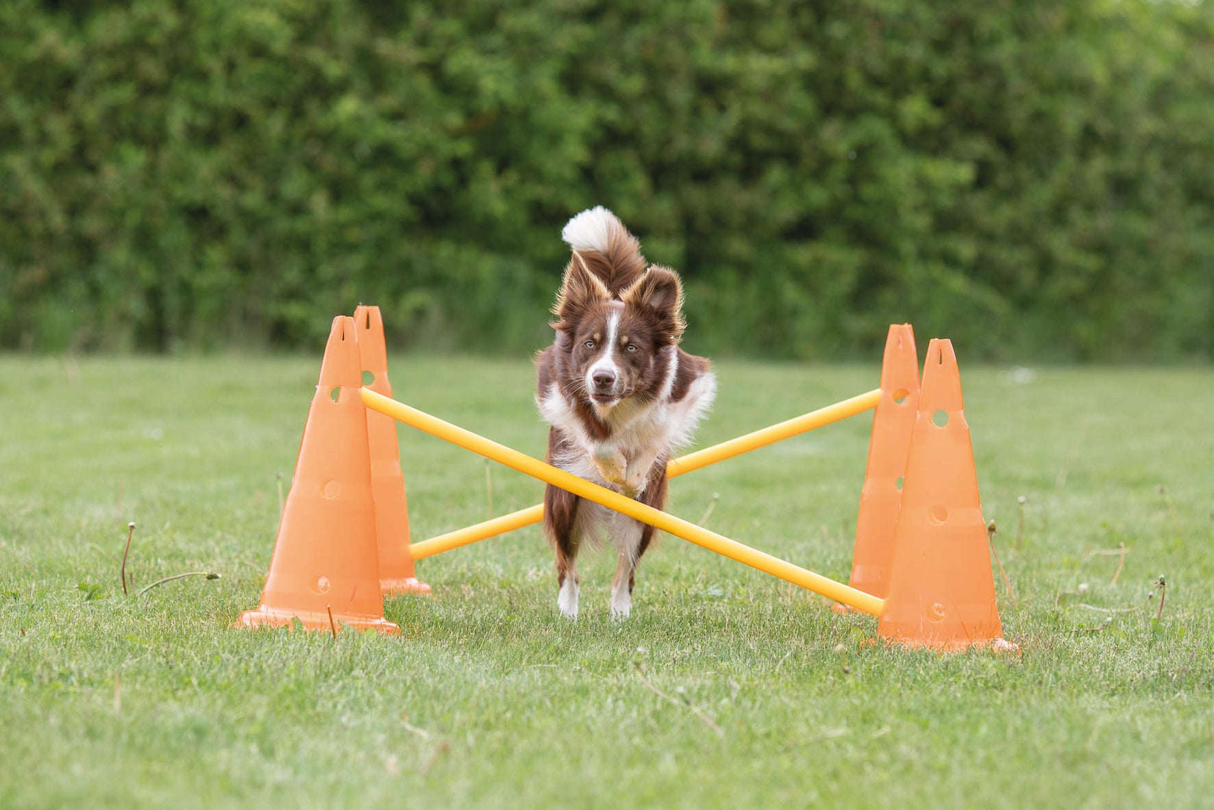 Trixie Dog Activity Hinderset 2 hinder, ø30×50cm, 100cm, orange & gul