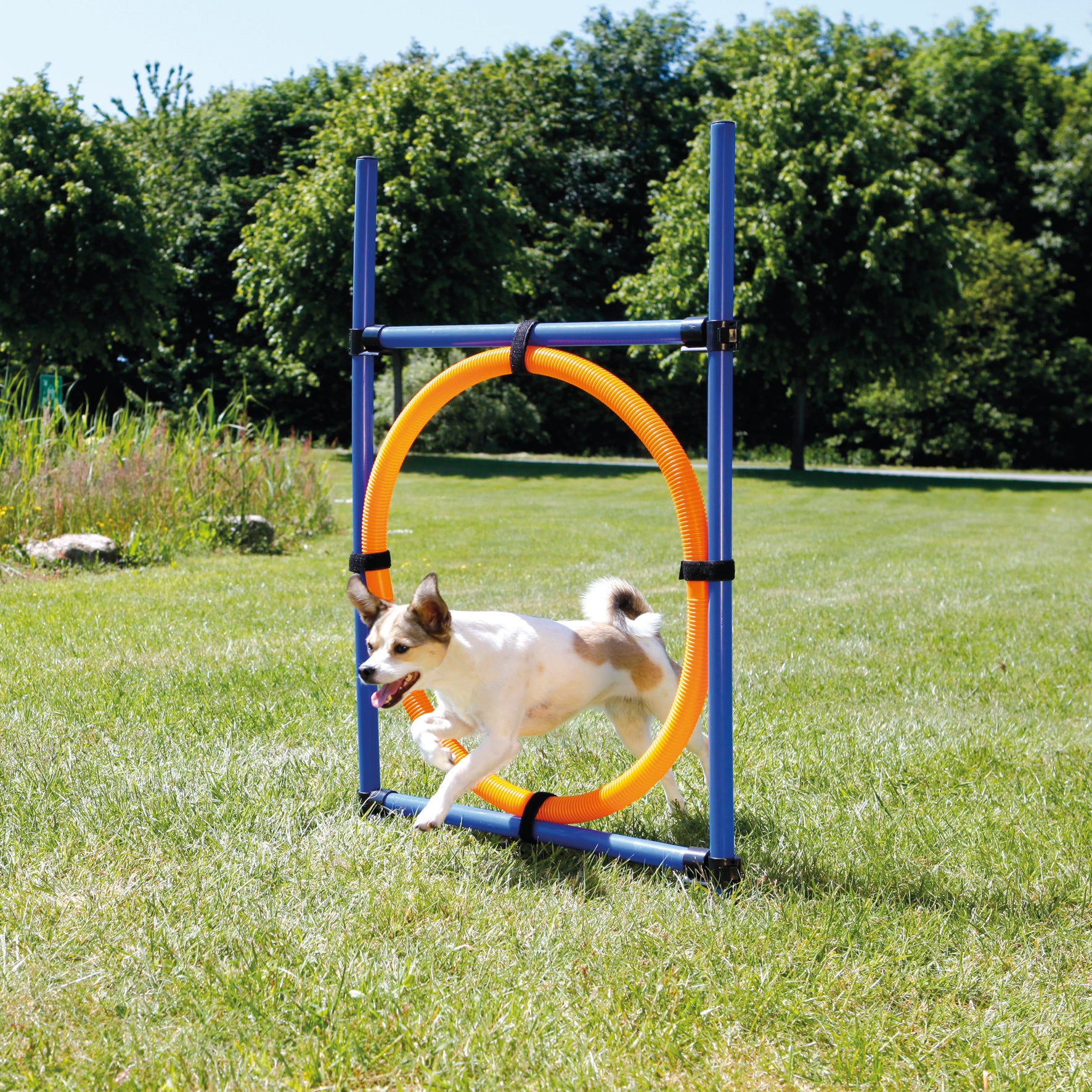 Agility Hoppring Plast