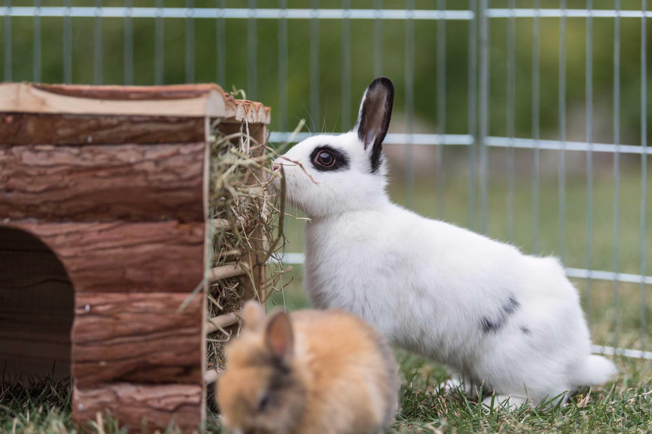 Trixie NL Ila hus, m höhäck