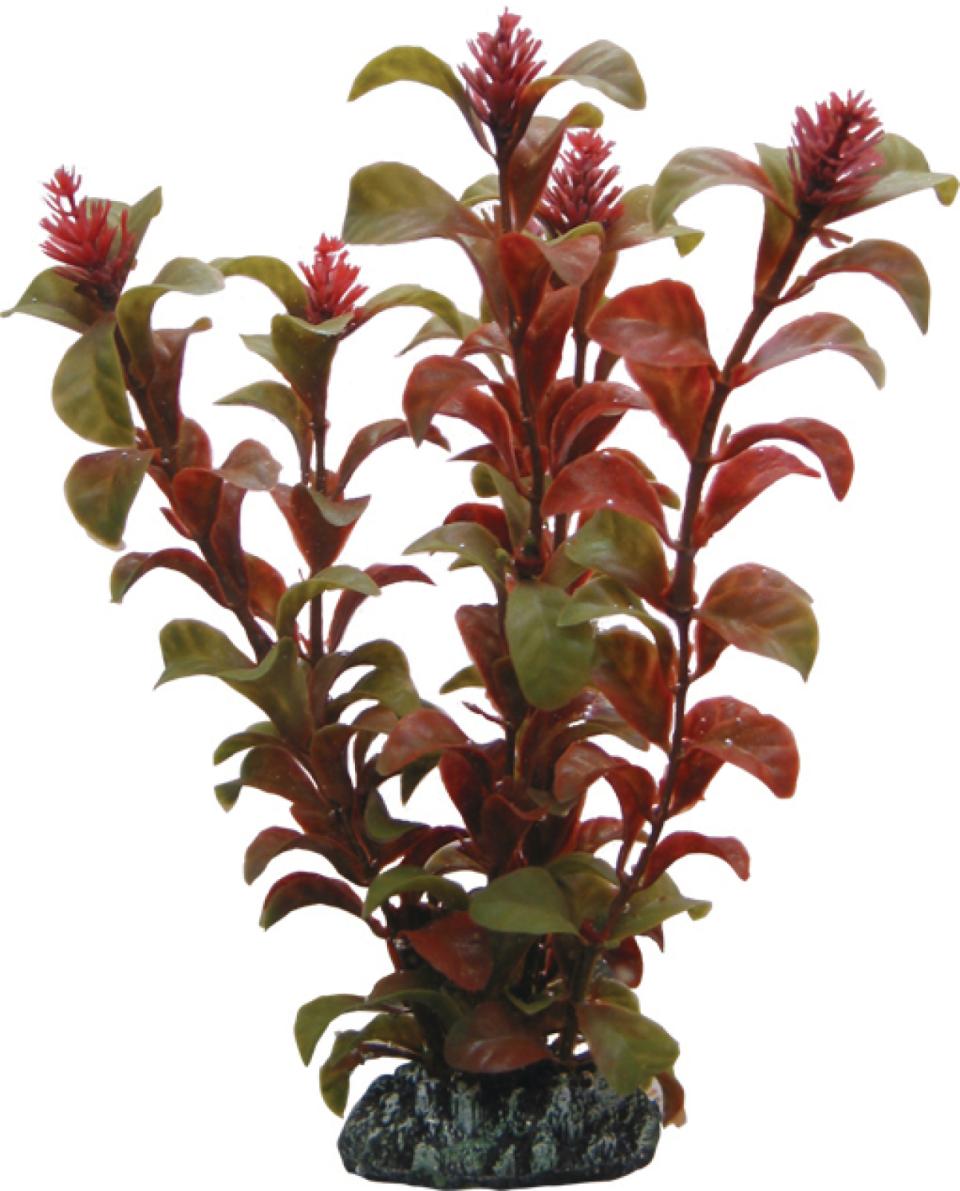 Rotala