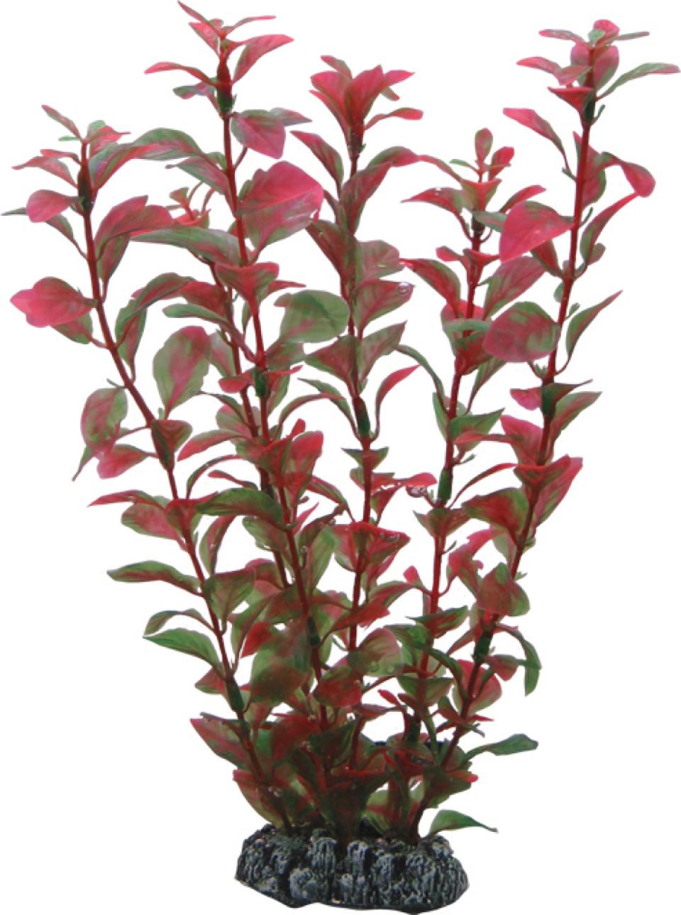 Ludwigia