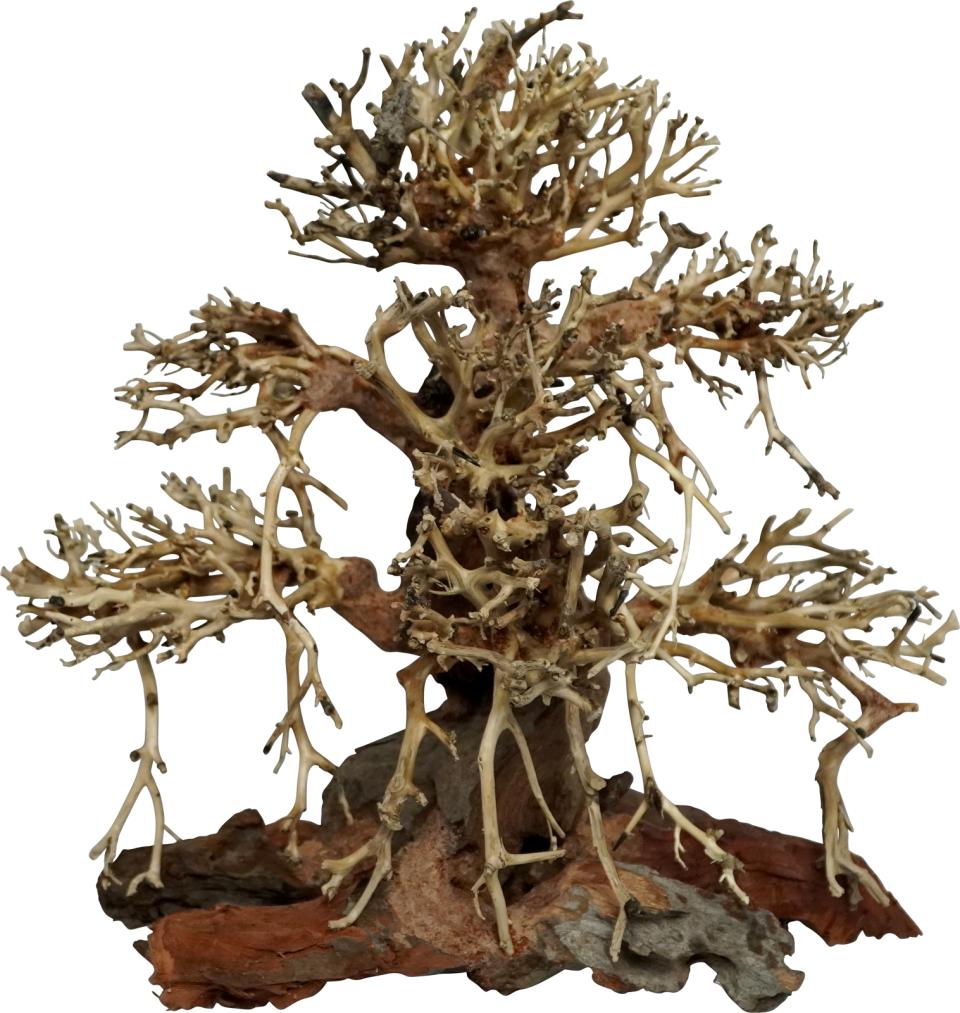 Trærødder, Old Bonsai