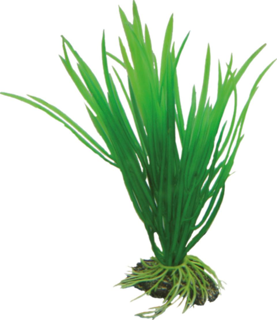 Cyperus