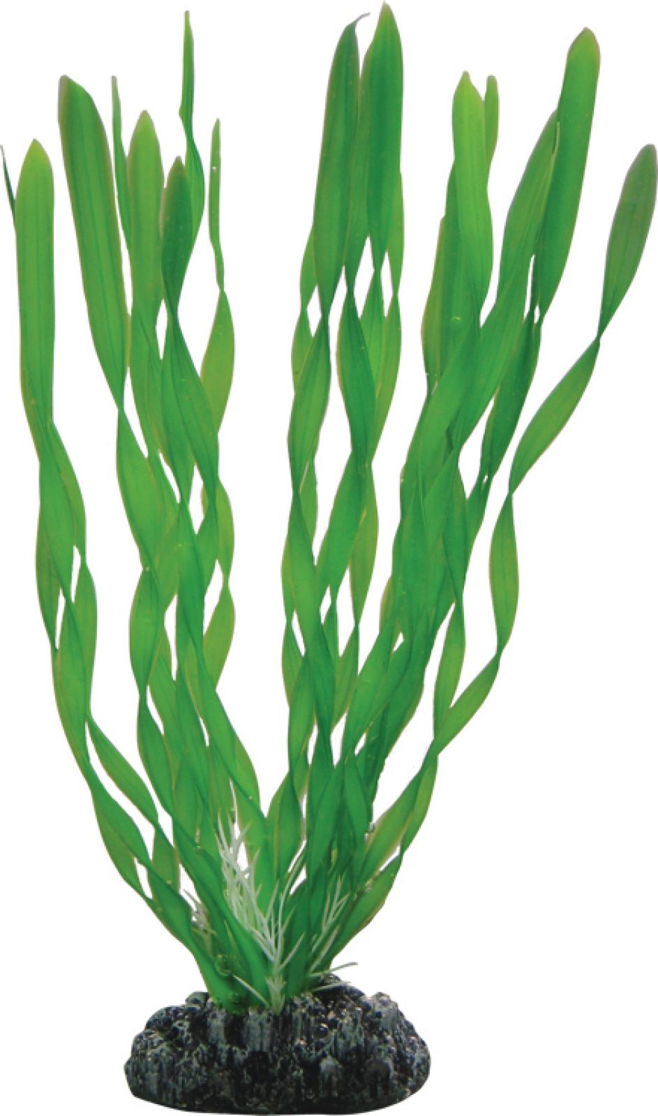 Vallisneria