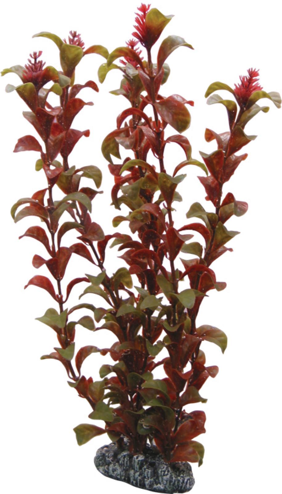 Dohse Rotala