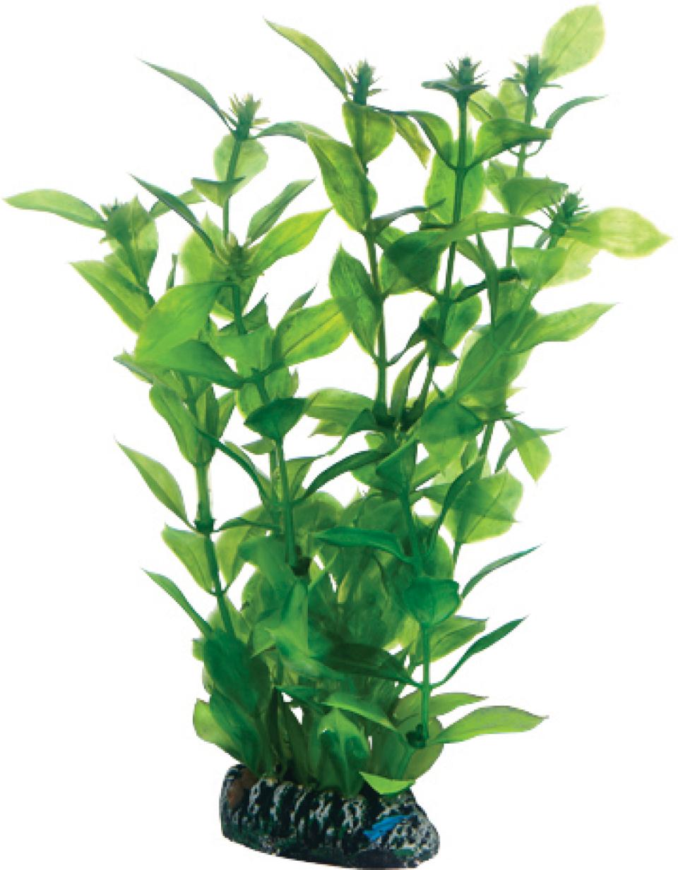 Dohse Hygrophila